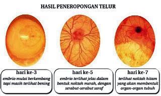 Maybe you would like to learn more about one of these? Penyebab telur perkutut gagal menetas - Ocehan Kenari