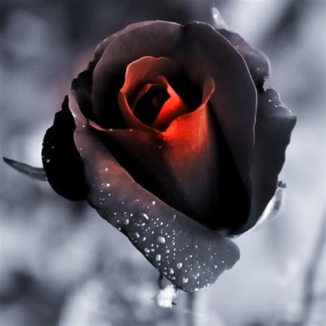 Check spelling or type a new query. Black Rose | Popular wallpaper, Lock screen wallpaper ...