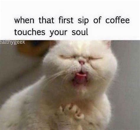 Yeah, he was jalapeño business. Coffee | Funny cat memes, Cat memes, Funny cats
