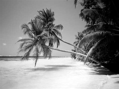 Mungkin sebelum kita tidak tahu betul tentang jenis ikan ini, setelah menonton film kita langsung tahu dan juga bermaksud. Koleksi Beragam Gambar Foto Hitam Putih Keren Dan Berkarakter