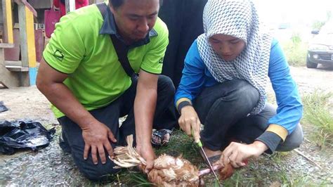 Tips untuk peternak dan informasi prospek, bisnis, investasi, budidaya, jual beli, usaha peternakan, cara beternak dan produksi susu kambing etawa, ettawa, peranakan etawa (pe), etawah di kaligesing, purworejo. Kursus Penyembelihan Haiwan Ternakan - Kota Marudu ...