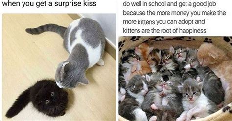 At memesmonkey.com find thousands of memes categorized into thousands of categories. Pampurr Yourselves With Twenty-Five Caturday Cat Memes in ...