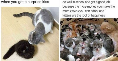 It will be published if it complies with the content rules and our moderators approve it. Pampurr Yourselves With Twenty-Five Caturday Cat Memes in ...