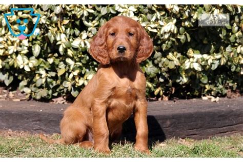 Of course, his name was shannon and he was my introduction into the breed. Lj: Irish Setter puppy for sale near Lancaster, Pennsylvania. | f0f2da48-b4b1