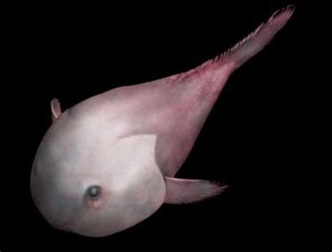 It inhabits the deep waters off the coasts of mainland australia and tasmania, as well as the waters of new zealand. Blobfish: Facts, Pictures & Information | HubPages