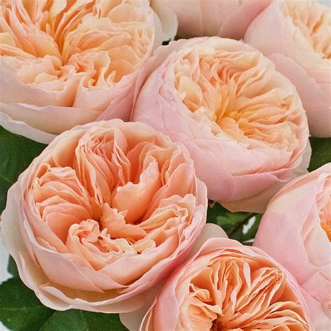 David austin roses recommend rosa 'eustacia vye' for gardens that are housed on open, exposed sites. David Austin Rose Peach Juliet Ausgameson