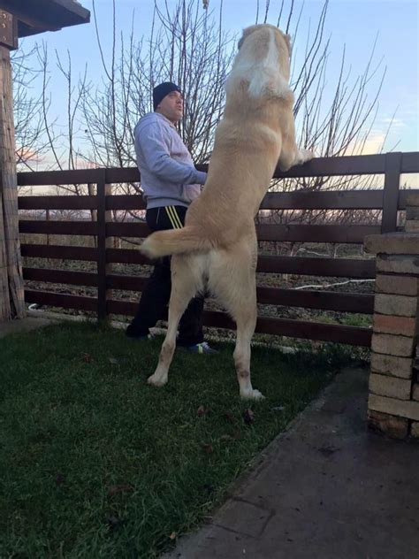 Traditionally, the breed was used for guarding sheep and goat herds, as well as to protect and for guard duty. Central Asian Shepherds are...somewhat larger than most ...