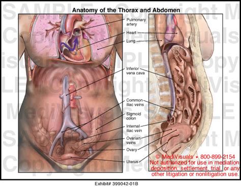 The abdomen viewed from the front of the body with the anterior chest and abdomen cut away. Anatomy of the Thorax and Abdomen Medical Illustration ...