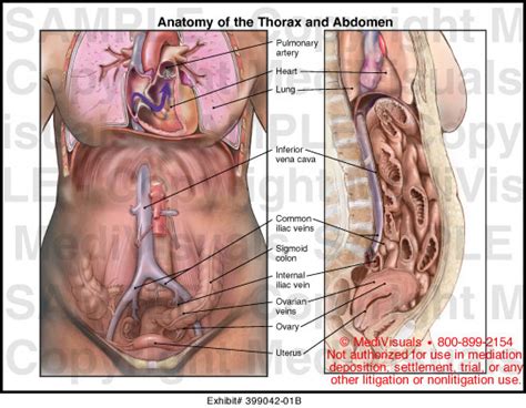 The major muscles of the abdomen include the rectus. Anatomy of the Thorax and Abdomen Medical Illustration ...