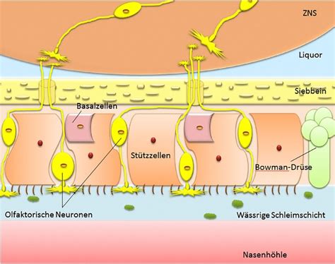 Außerdem hält diese physiologische barriere das spezielle innere. Blut Hirn Schranke Aufbau - bucherregal