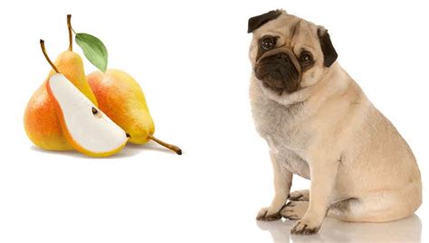 It's also rich in fiber, folate, iron, potassium, magnesium, riboflavin, anthocyanins and many more. Can Dogs Eat Pear? Is Pear Safe For Dogs?