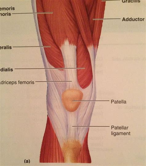 They also contract involuntarily, but have a striated. netter rib cage - Google 검색 | anatomy references - leg ...