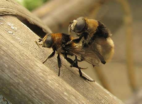 Estmal die ehemalige lehrerin im garten weggefickt. Sex im Garten: Schwebfliegen › Das wilde Gartenblog