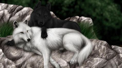 With tenor, maker of gif keyboard, add popular anime white wolf animated gifs to your conversations. Black and White Wolves | Wolf mates, Wolf wallpaper, Wolf ...