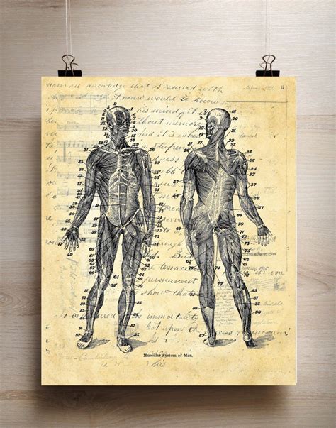 This diagram depicts human muscle system diagram. Diagram Of Muscular System - koibana.info | Muscular system, Human body diagram, Vintage art prints