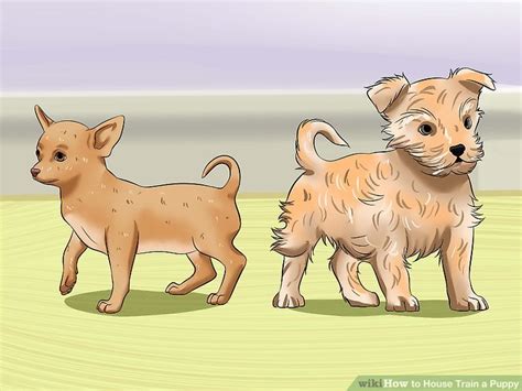 Accidents are part of the process, but if you follow these (be sure to learn how to use a crate humanely as a method of confinement.) if your puppy has spent several hours in confinement, you'll need to take. How to House Train a Puppy (with Pictures) - wikiHow