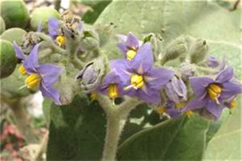 To identify the tree, start by studying the flower, since plant classification is based on the arrangement and shape of. Factsheet - Solanum mauritianum (Bugweed)