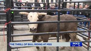 Bull Riding Comes To Square Garden Youtube