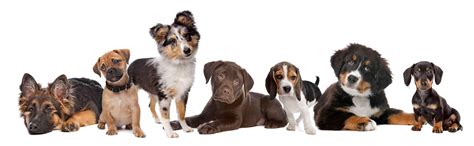 The costs for the initial puppy vaccinations (during the first year) are higher than the costs of the vaccines needed in the following years. Dog & Puppy Vaccinations | Puppy Shots Schedule & Costs