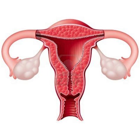 In human beings, both males and females have different reproductive systems; Female Reproductive System Blank Diagram - ClipArt Best