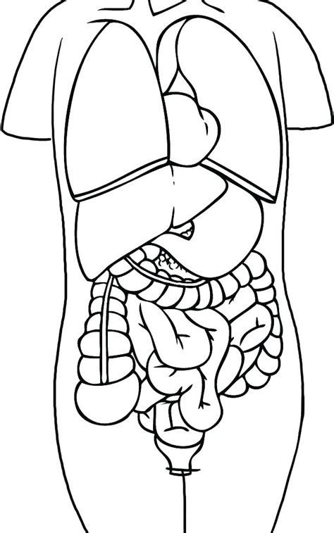 My body coloring pages even if you have a color. Human Organ Coloring Pages Free Preschoolers Coloring ...