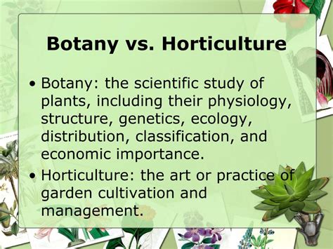 Horticulture is a branch or field of botany that deals with edible and ornamental plants. PPT - Plant Classification Basics PowerPoint Presentation ...