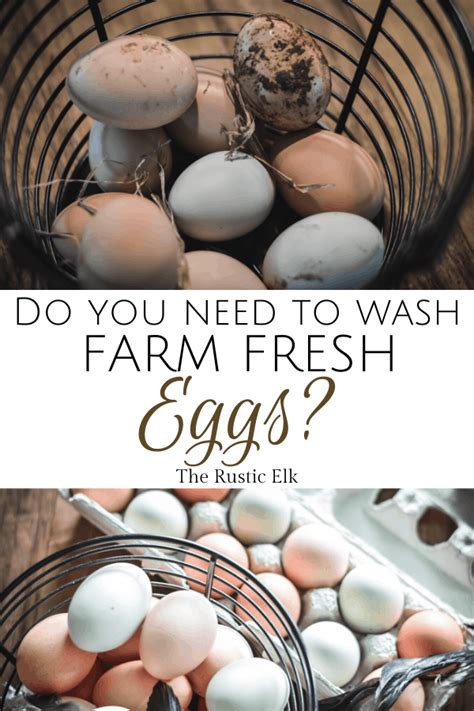 How do you care for plastic retainers? Should You Wash Farm Fresh Eggs in 2020 | Farm fresh eggs ...