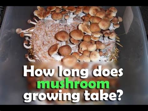 Moving forward, i won't purchase sliced mushrooms unless i am certain that we will. How long does mushroom cultivation take ? - YouTube