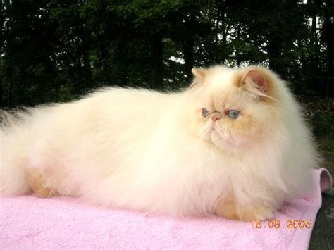 The himalayan cat is a cat breed that is sort of a cross between a persian cat and a siamese cat, although it is most similar to the persian on exception of the point coloration. 40 best images about My Newest Obsession: Flame Point ...