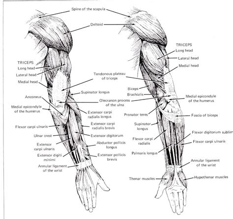 Thousands, or even tens of thousands. Arm Muscles (Posterior View) | Human anatomy drawing ...
