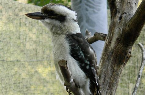 Registrieren sie ihr unternehmen und wachsen sie mit findeoffen deutschland. Lachender Hans / Zoopark Erfurt