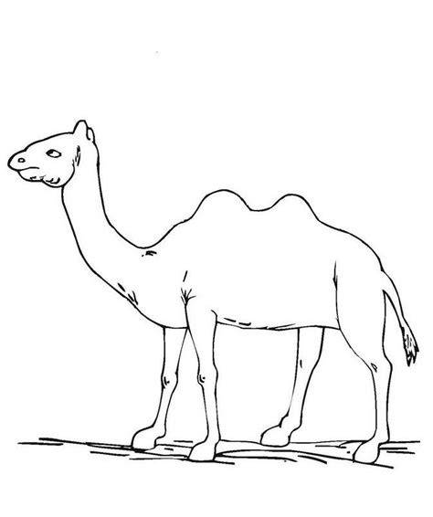 Maybe you would like to learn more about one of these? Épinglé sur Camels