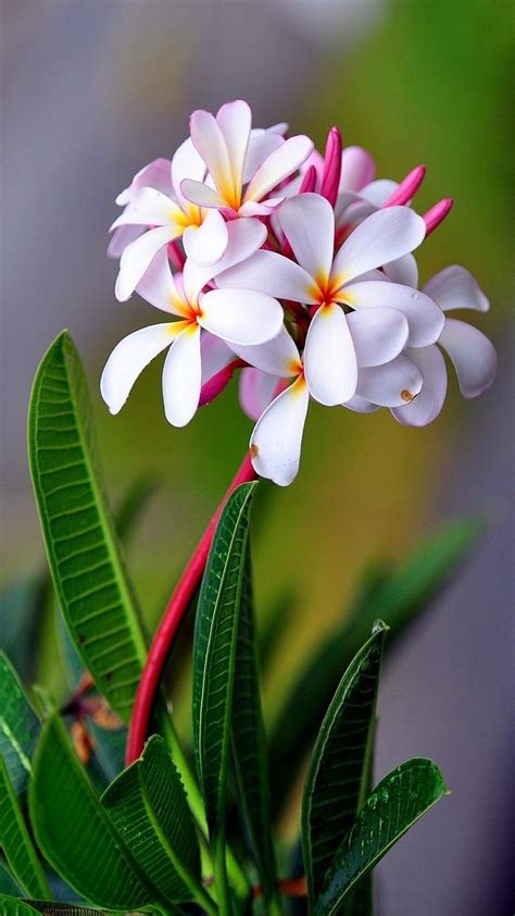 Check spelling or type a new query. Wallpaper White Flower Mobile | Best HD Wallpapers | Beautiful flowers, Plumeria flowers ...