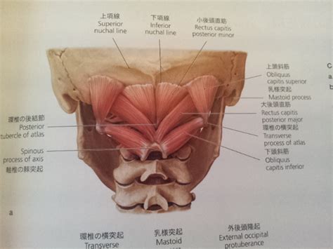 It is formed by the vertebral column, ribs, and sternum and encloses the heart and lungs. Muscle Pull Below My Right Rib Cage - Bookmark Milfs