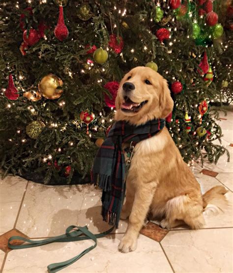 The goldendoodle generally gets along well with children and does well with other dogs and family pets. Golden Retriever Puppies Charleston Sc - Engaging Tails: Buoy the Golden Retriever | Charleston ...