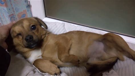 Contact sat.1 frühstücksfernsehen on messenger. Neuer Hund - YouTube