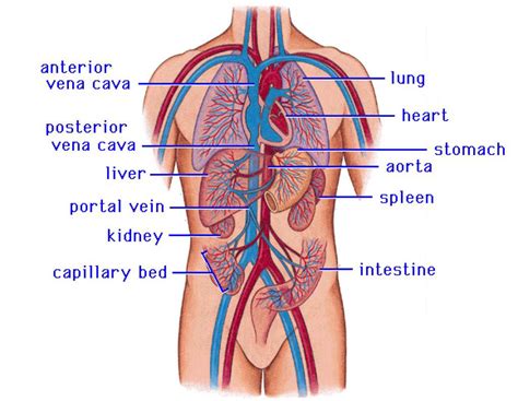 Palmar region , arteries (illustrations: Cardiovascular system | Anatomy of the cardiovascular ...