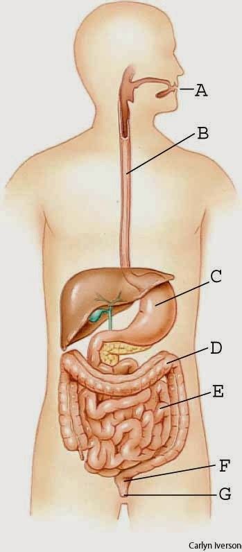Anda wajib mengambil karbohidrat dalam menu harian anda setiap hari walau pun semasa anda sedang berdiet dan dalam usaha untuk menurunkan berat badan. BIOLOGI GONZAGA: SOAL SISTEM PENCERNAAN KELAS 8 SMP