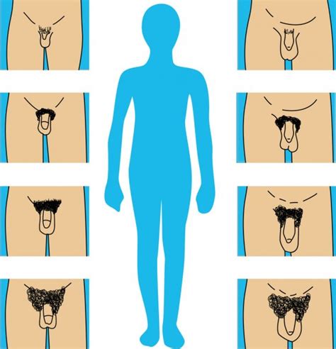 Pubic hair distribution is used to stage puberty, along with breast size and contour. Vecteurs pour Poils pubiens, Illustrations libres de ...