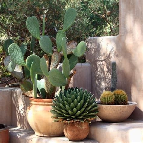 Planting & growing how to build a garden bed transform your outdoor area by learning how to build a garden bed. Care and Growing Prickly Pear Cactus | How to Grow Prickly ...