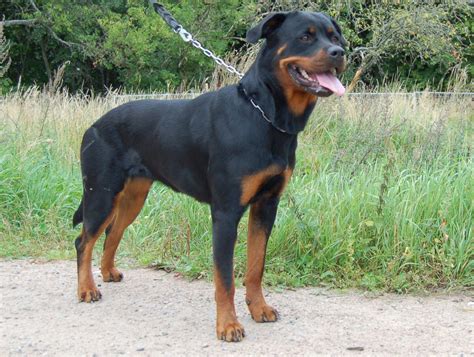 Azov • pliki użytkownika kiecu33 przechowywane w serwisie chomikuj.pl. rottweiler.html