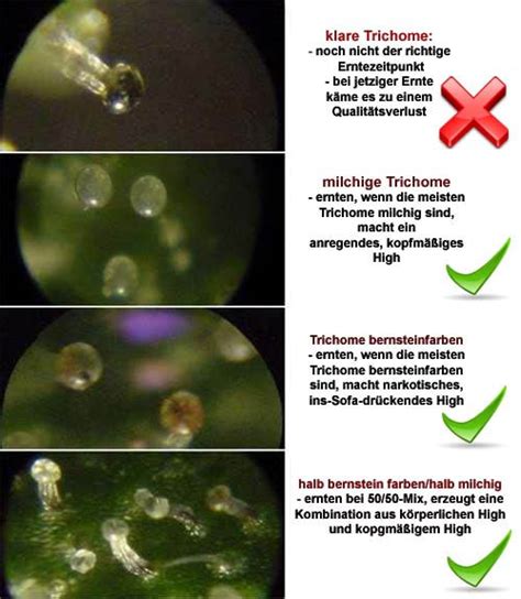 Wie läuft das mit dem „spülen ? Der richtige Erntezeitpunkt - 1000Seeds