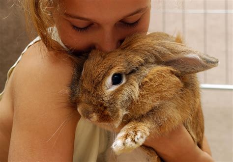 Rabbit Care | Learn How to Care for a Pet Rabbit in 2020
