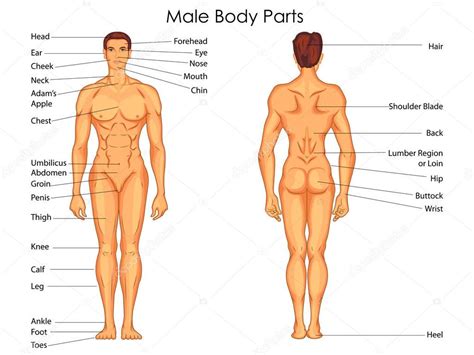 With nothing to oppose its acceleration, it starts. Body parts diagram | Medical Education Chart of Biology ...