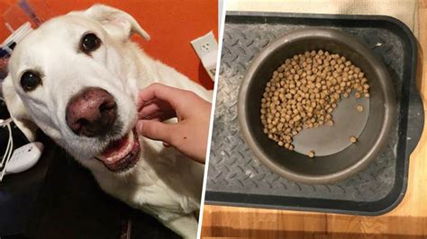 I am ordering a harness for my dog today and i want a clip to use it has… rere west: Do pets grieve? Dog's half-eaten food bowl may offer clue ...