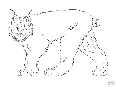 Select from 35970 printable crafts of cartoons, nature, animals, bible and many more. Walking Canadian Lynx coloring page | Free Printable ...