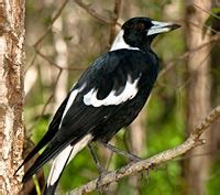 The application to pies might be because the magpie also has a. Magpies | Brisbane City Council