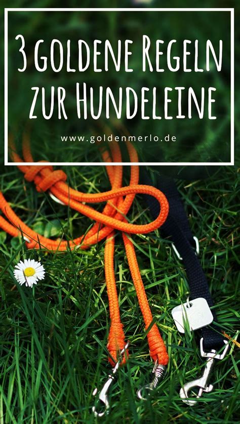 Letztlich haben dieses konzept gerade reiche und vermögende bis hin zu adelsfamilien genutzt, um enormen reichtum aufzubauen. 3 goldene Regeln zur Hundeleine - GoldenMerlo | Hunde ...