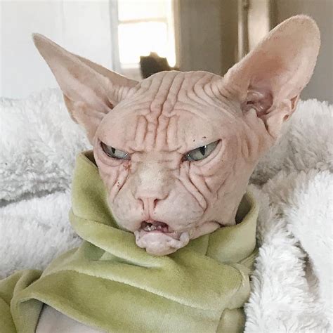When you post a photo of your cat on social media, use one of instead, stick to a funny cat joke or cute quote that shows how much you love your kitty. Scowling Sphynx Cat Loki Might Be the Grumpiest Feline on ...