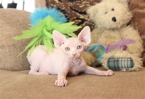 Alternatively, you may enter a specific animal name or animal. Sphynx Cats For Sale | San Diego, CA #313407 | Petzlover
